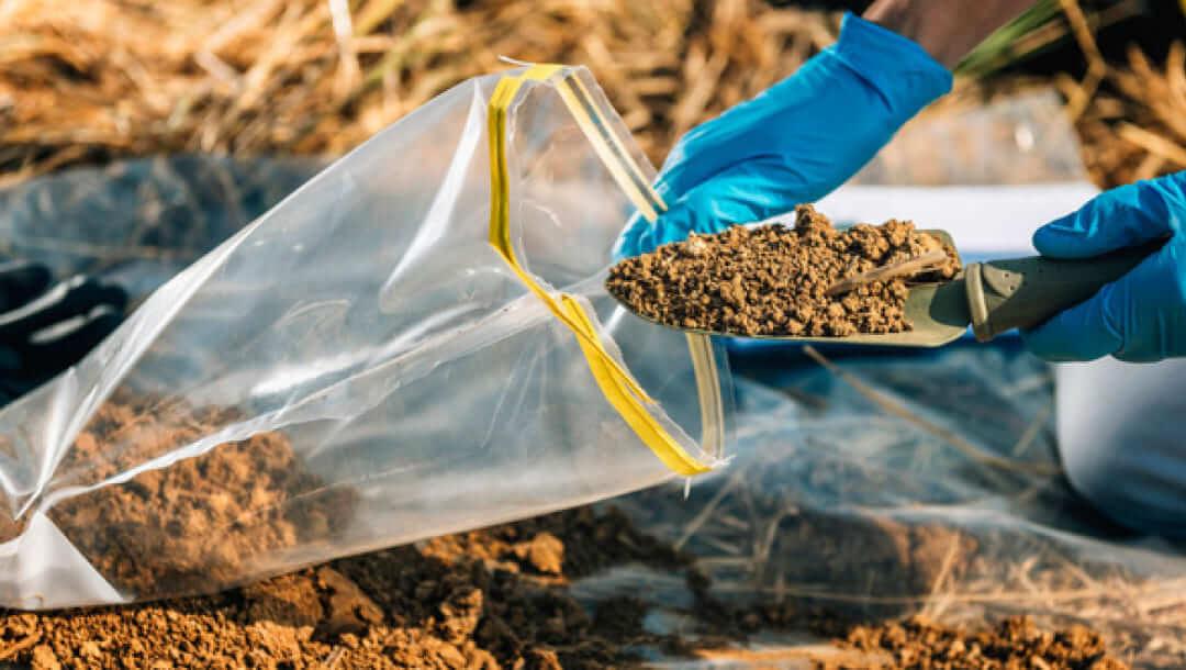 Global Supplier of Premium Psyllium Husk